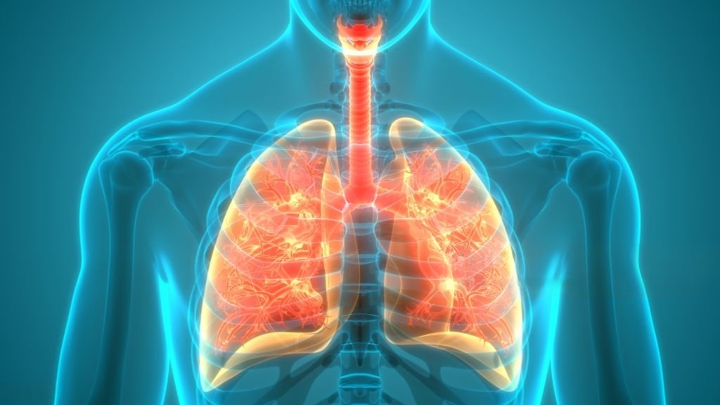 Medical illustration of lungs and airways