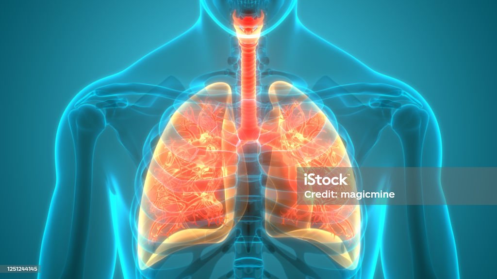 3D Illustration Concept of Human Respiratory System Lungs Anatomy